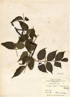 藏品(野鴉椿)的圖片